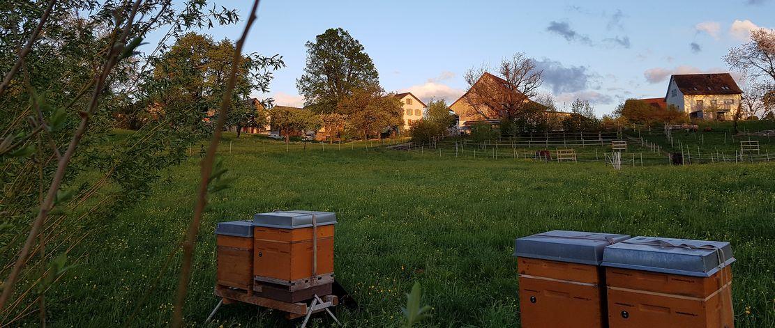 Sicht über Weide zum Stall, mit Bienenkästen im Vordergrund